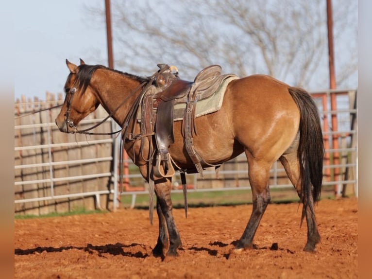 Quarter horse américain Croisé Jument 5 Ans 145 cm Isabelle in Whitesboro, TX