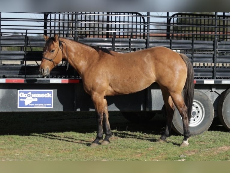 Quarter horse américain Croisé Jument 5 Ans 145 cm Isabelle in Whitesboro, TX