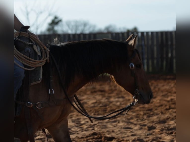 Quarter horse américain Croisé Jument 5 Ans 145 cm Isabelle in Whitesboro, TX