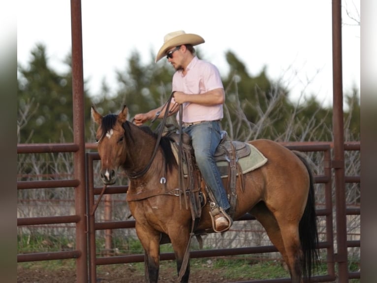 Quarter horse américain Croisé Jument 5 Ans 145 cm Isabelle in Whitesboro, TX