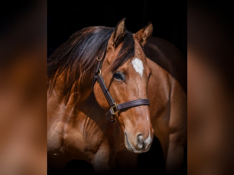 Quarter horse américain Croisé Jument 5 Ans 145 cm Isabelle in Whitesboro, TX