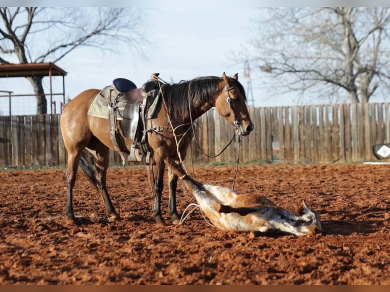 Quarter horse américain Croisé Jument 5 Ans 145 cm Isabelle in Whitesboro, TX