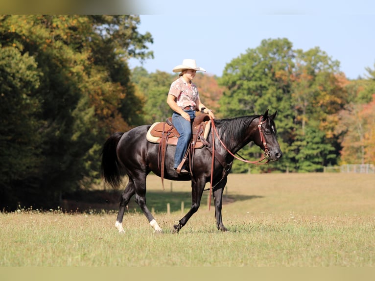 Quarter horse américain Jument 5 Ans 145 cm Noir in Clarion, PA