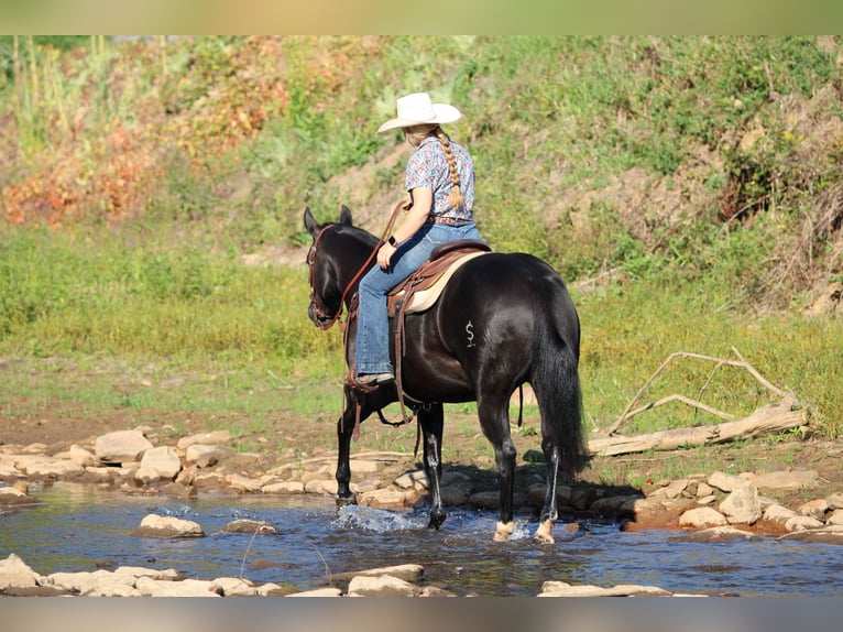 Quarter horse américain Jument 5 Ans 145 cm Noir in Clarion, PA