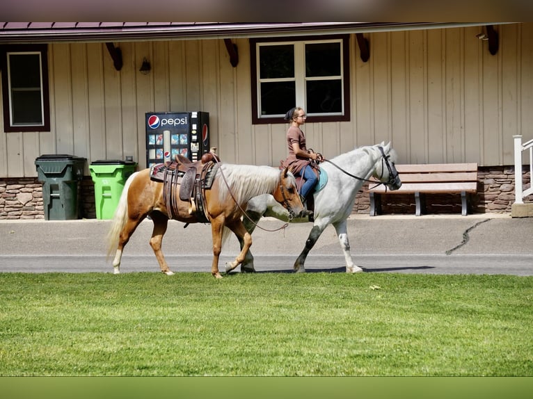 Quarter horse américain Jument 5 Ans 145 cm Palomino in Fresno, OH