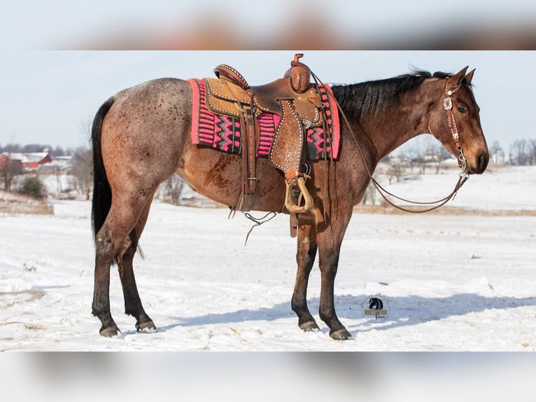 Quarter horse américain Jument 5 Ans 145 cm Roan-Bay in Fredericksburg