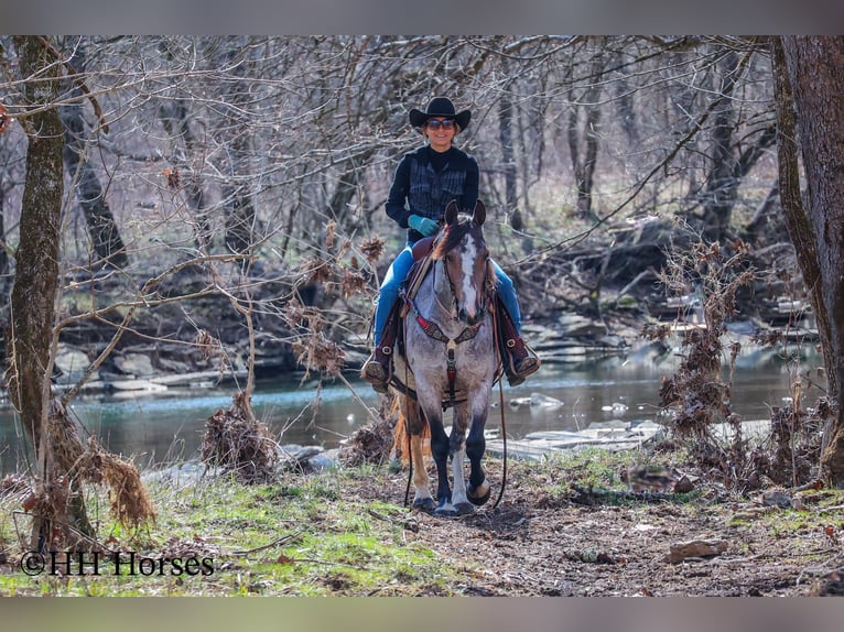 Quarter horse américain Jument 5 Ans 145 cm Roan-Bay in Flemingsburg Ky