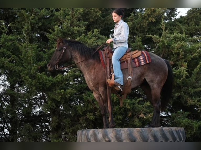 Quarter horse américain Jument 5 Ans 145 cm Rouan Bleu in Ripley