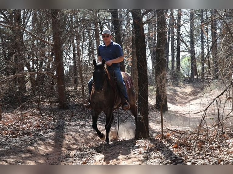 Quarter horse américain Jument 5 Ans 145 cm Rouan Bleu in Ripley