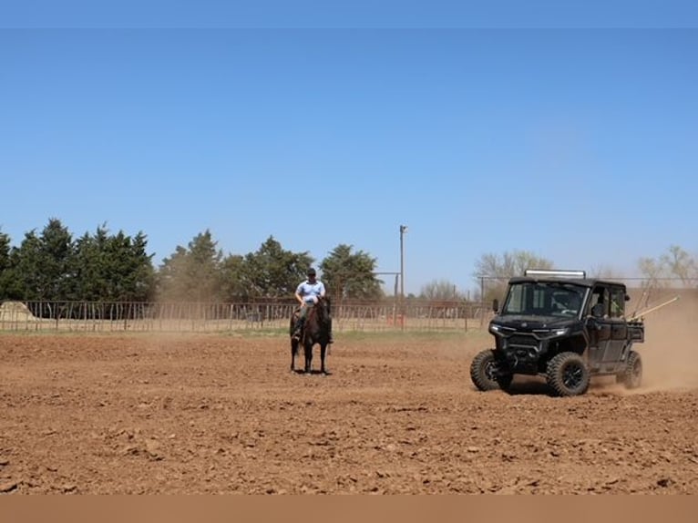 Quarter horse américain Jument 5 Ans 145 cm Rouan Bleu in Ripley