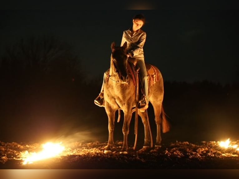 Quarter horse américain Jument 5 Ans 145 cm Rouan Bleu in Ripley