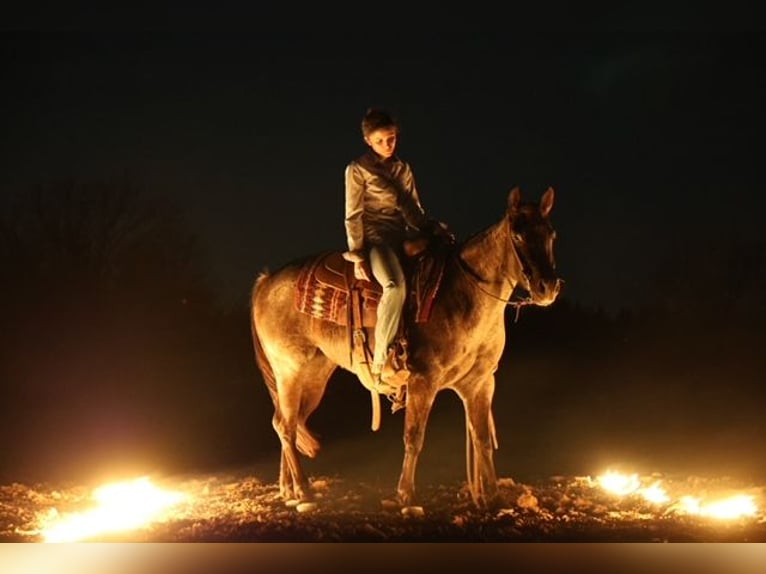 Quarter horse américain Jument 5 Ans 145 cm Rouan Bleu in Ripley