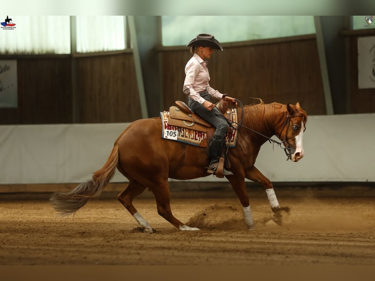 Quarter horse américain Jument 5 Ans 146 cm Alezan cuivré in Kozlovice