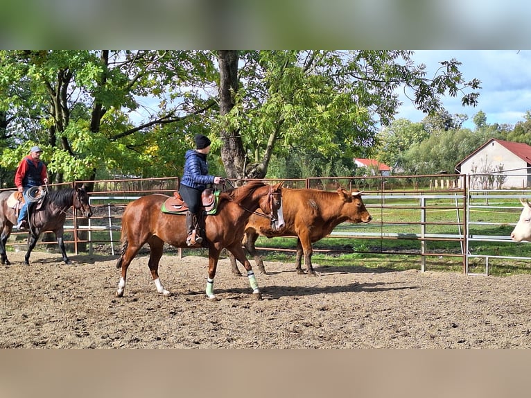 Quarter horse américain Jument 5 Ans 146 cm Alezan cuivré in Kozlovice
