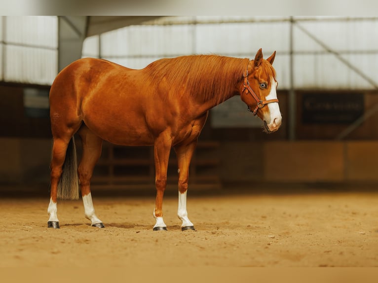 Quarter horse américain Jument 5 Ans 146 cm Alezan cuivré in Kozlovice