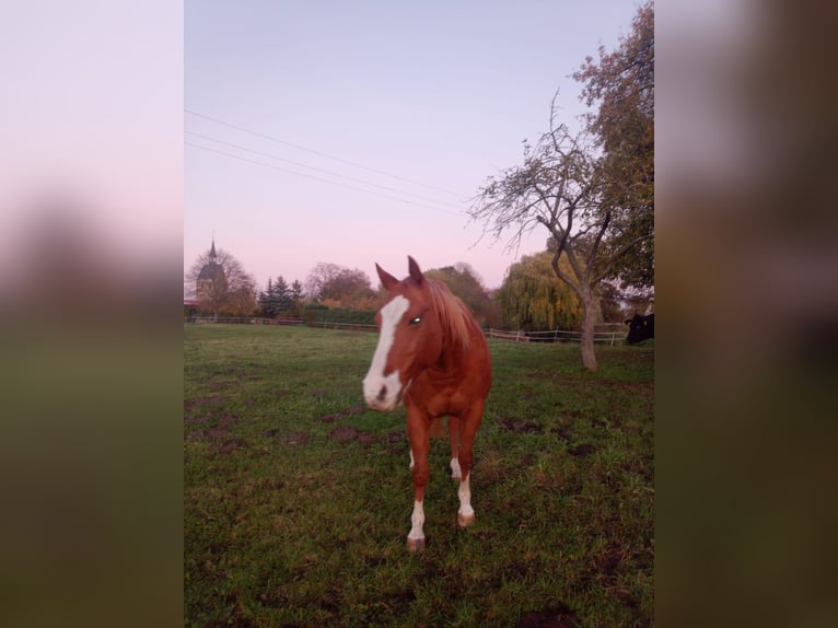 Quarter horse américain Jument 5 Ans 146 cm Alezan in Osterburg