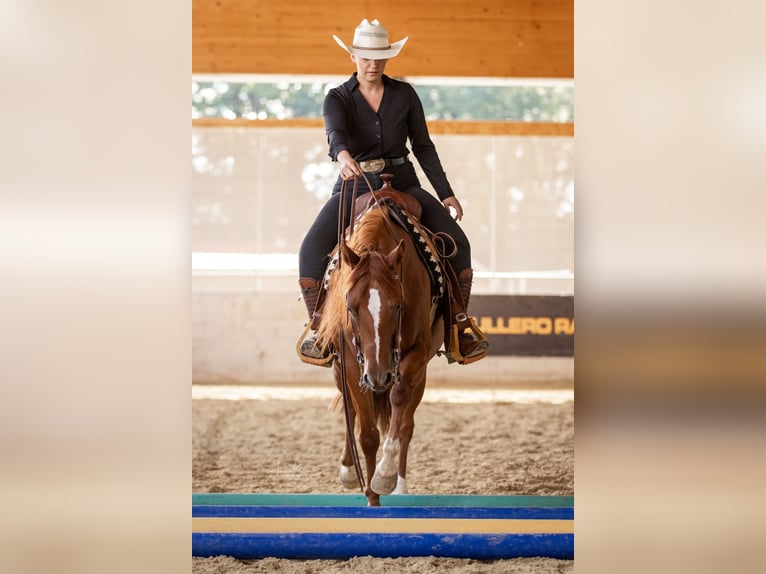 Quarter horse américain Jument 5 Ans 146 cm Alezan in Haiming