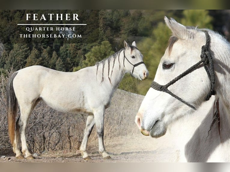 Quarter horse américain Jument 5 Ans 147 cm Gris in Larkspur, CO