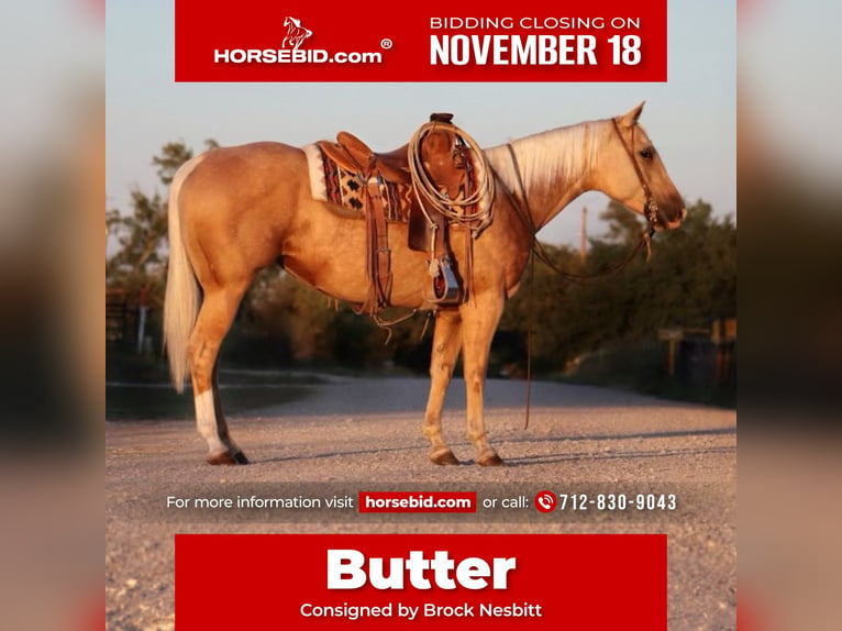 Quarter horse américain Jument 5 Ans 147 cm Palomino in Stephenville, TX