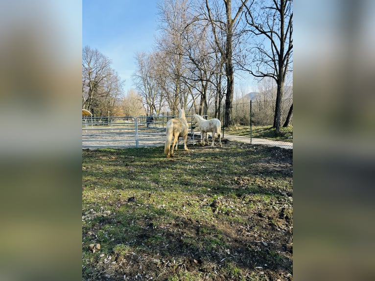 Quarter horse américain Jument 5 Ans 147 cm Palomino in Boccaleone