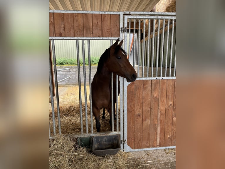 Quarter horse américain Jument 5 Ans 147 cm Roan-Bay in Illerich