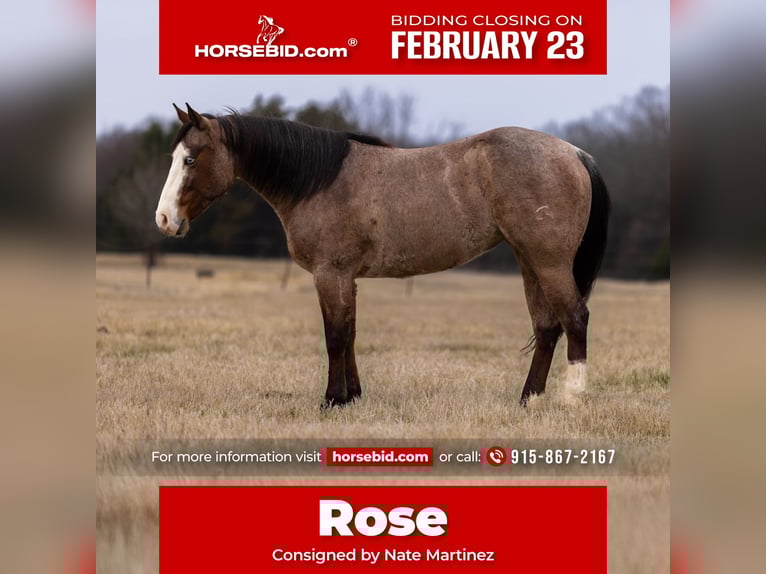 Quarter horse américain Jument 5 Ans 147 cm Roan-Bay in Canton