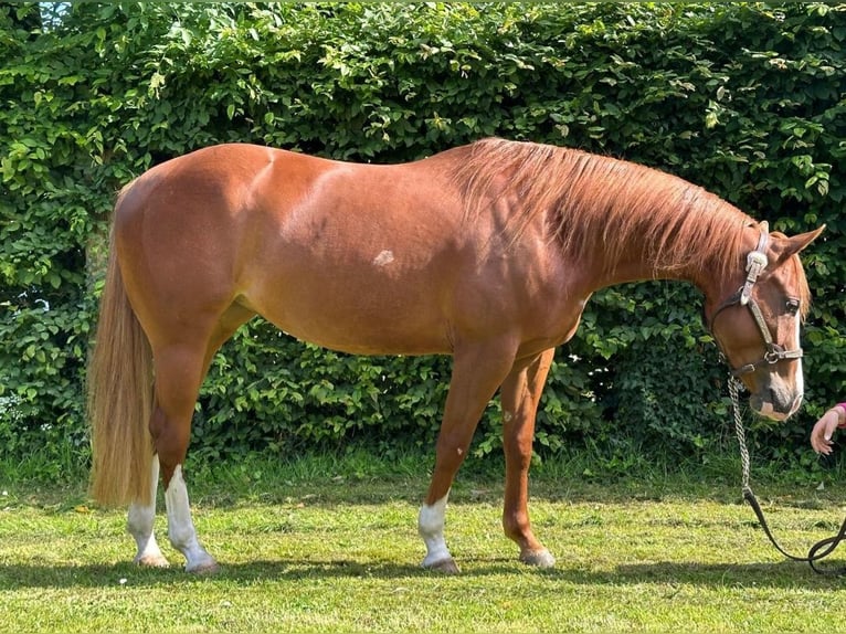 Quarter horse américain Jument 5 Ans 148 cm Alezan in Rhede