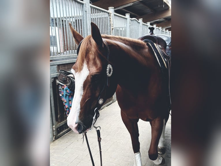 Quarter horse américain Jument 5 Ans 148 cm Alezan in Rhede