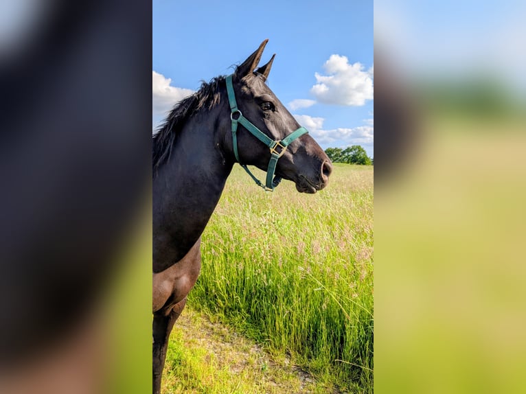 Quarter horse américain Jument 5 Ans 148 cm Bai brun in Hückelhoven