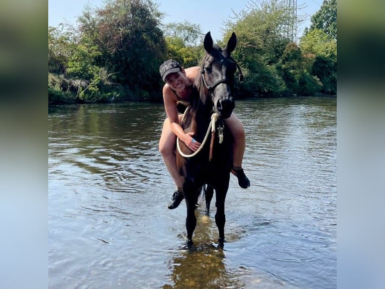 Quarter horse américain Jument 5 Ans 148 cm Bai in Hückelhoven