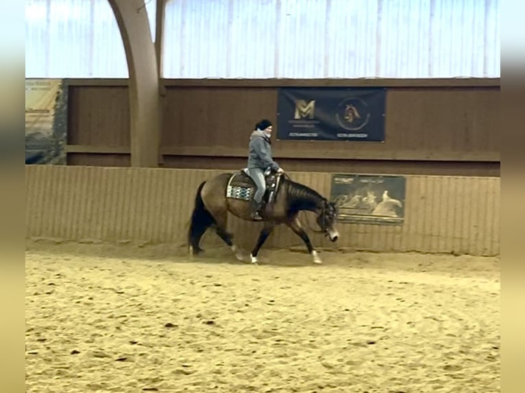 Quarter horse américain Jument 5 Ans 148 cm Buckskin in Ulrichstein