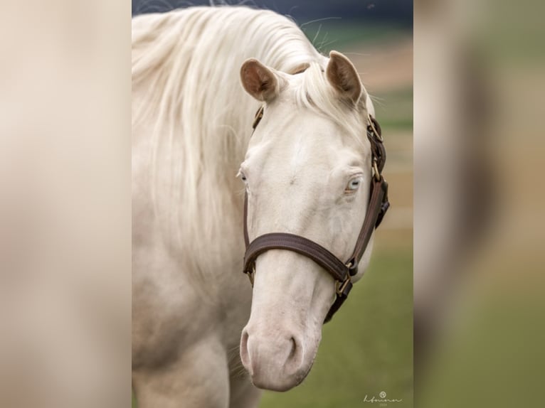 Quarter horse américain Jument 5 Ans 148 cm Cremello in Alfeld (Leine)