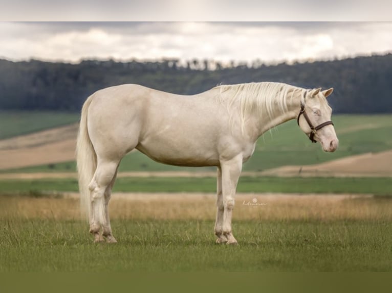 Quarter horse américain Jument 5 Ans 148 cm Cremello in Alfeld (Leine)