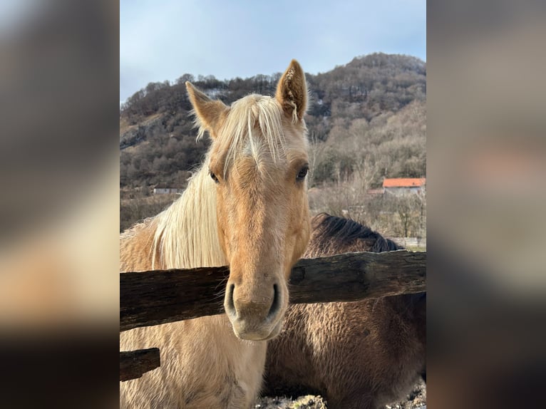 Quarter horse américain Jument 5 Ans 148 cm Dunalino in OPI