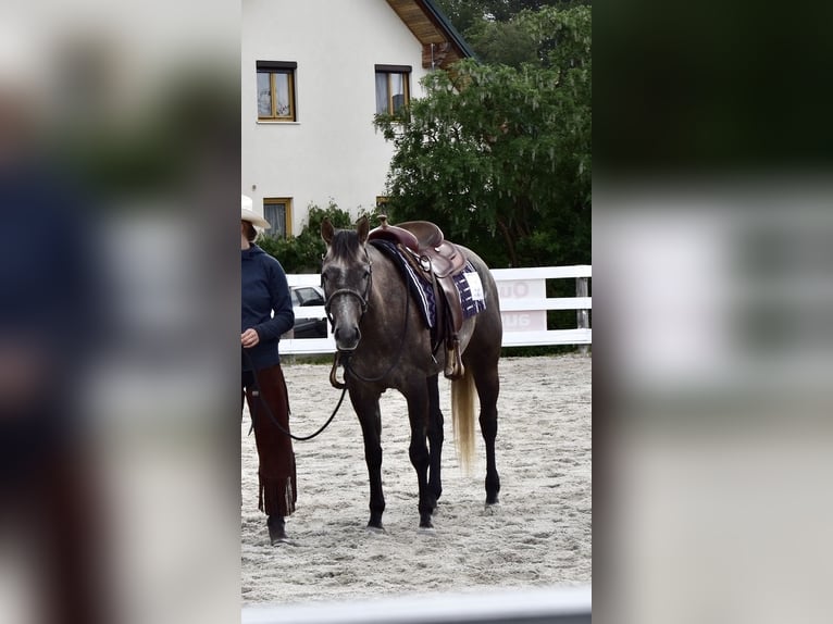 Quarter horse américain Jument 5 Ans 148 cm Gris in Fürstenfeld
