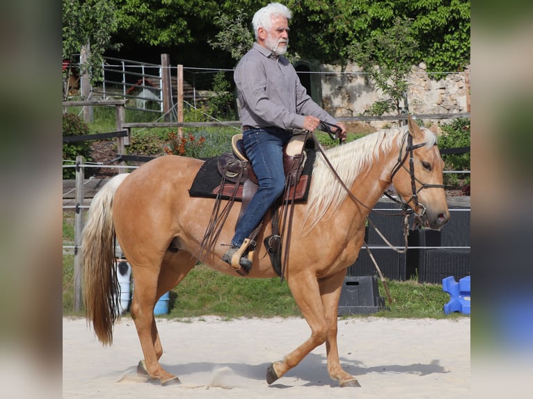 Quarter horse américain Jument 5 Ans 149 cm Palomino in M&#xFC;glitztal