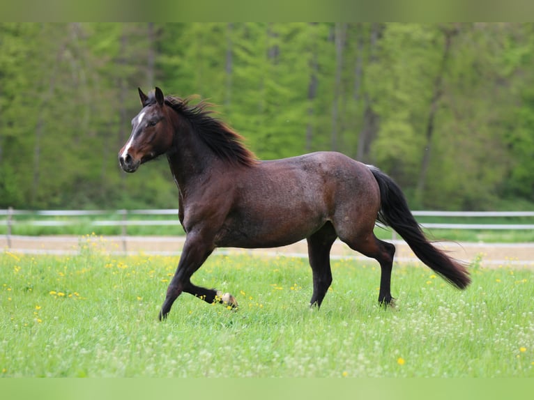 Quarter horse américain Jument 5 Ans 149 cm Roan-Bay in Waldshut-Tiengen