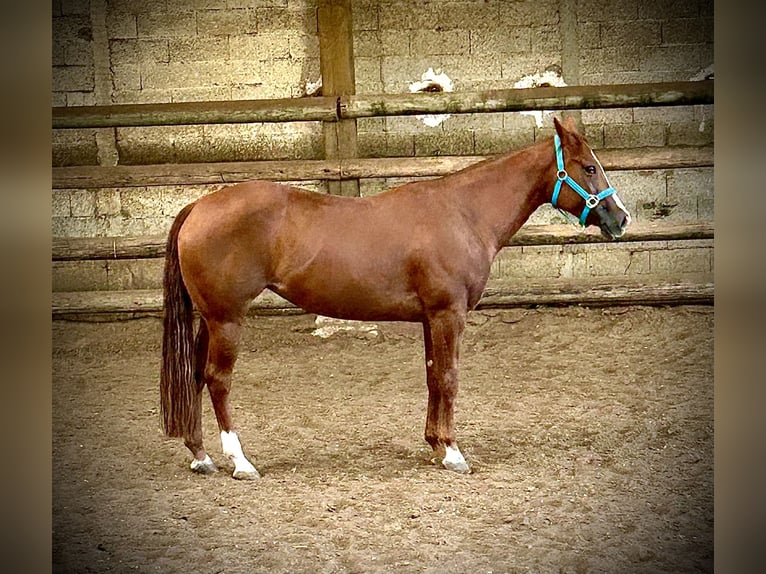 Quarter horse américain Jument 5 Ans 150 cm Alezan cuivré in Marcilly sur Eure