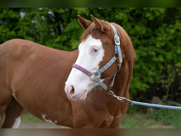 Quarter horse américain Jument 5 Ans 150 cm Alezan in Kürten