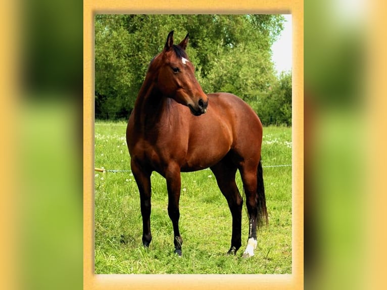 Quarter horse américain Jument 5 Ans 150 cm Bai brun in Pfaffenhofen an der Roth