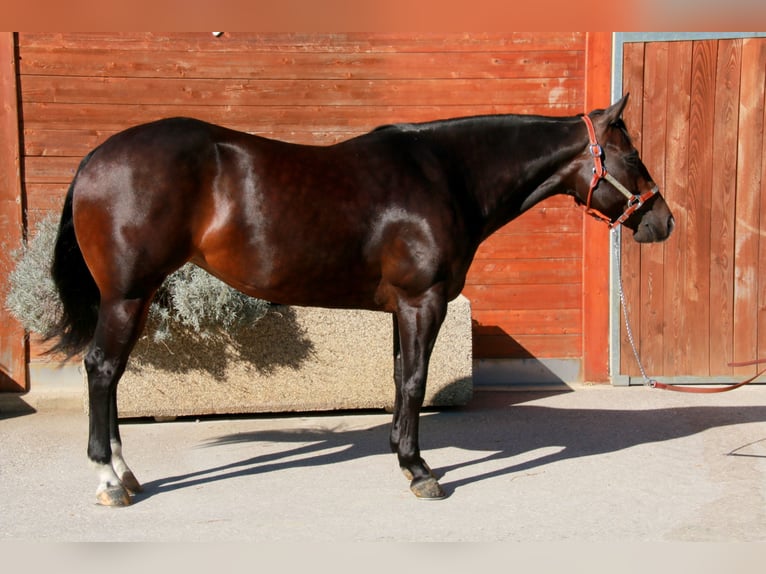 Quarter horse américain Jument 5 Ans 150 cm Bai brun foncé in terre d’adige