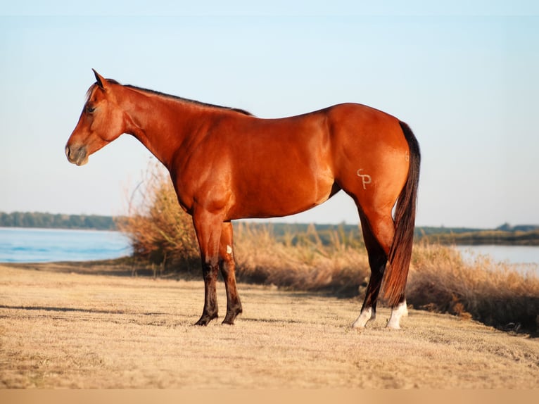 Quarter horse américain Jument 5 Ans 150 cm Bai cerise in Amarillo