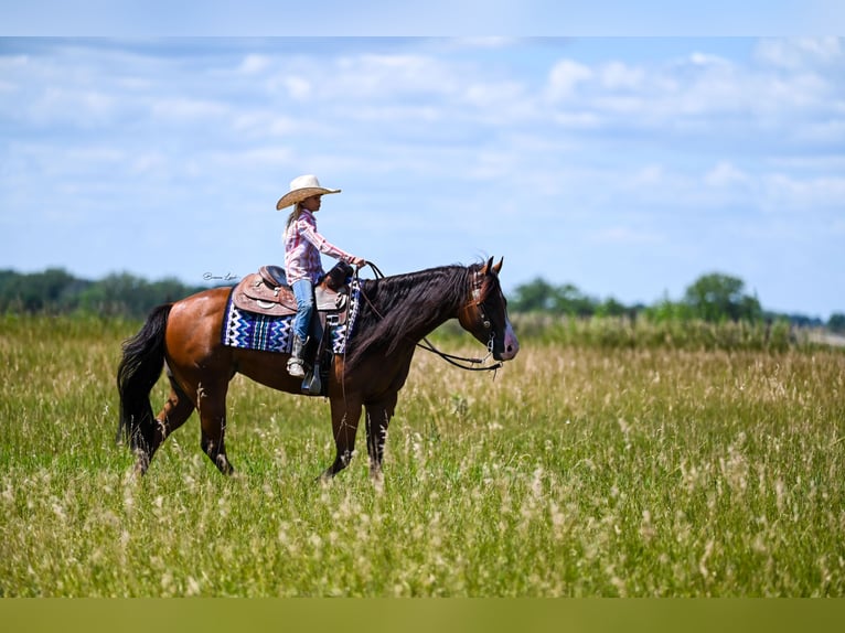 Quarter horse américain Jument 5 Ans 150 cm Bai cerise in Canistota, SD