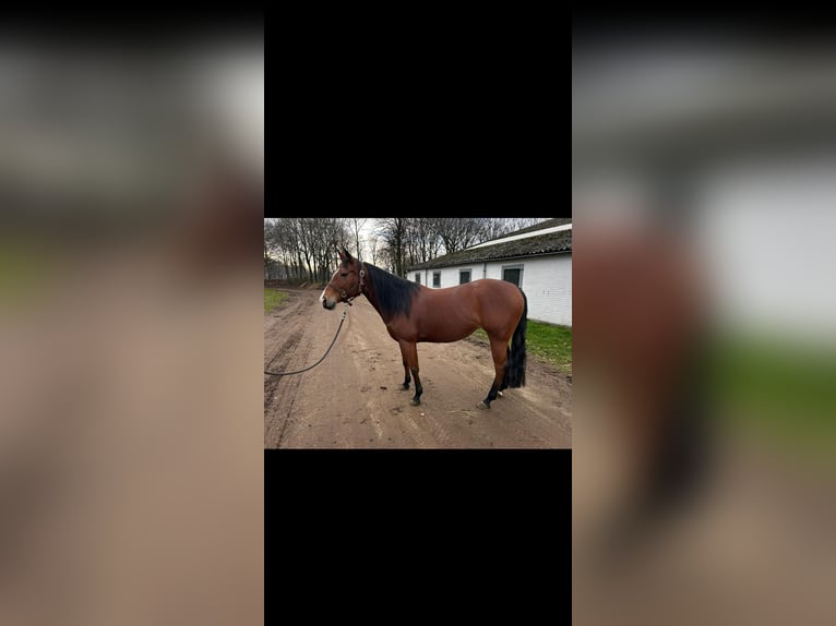 Quarter horse américain Jument 5 Ans 150 cm Bai in Küps