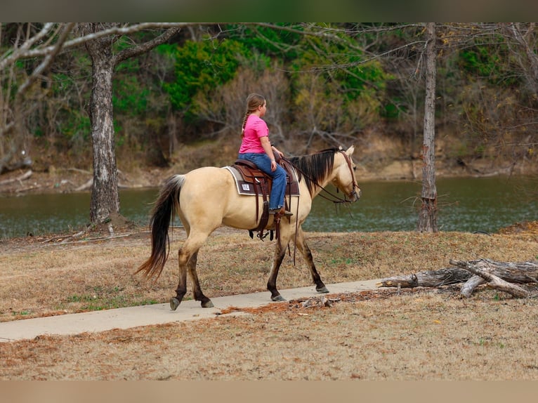 Quarter horse américain Jument 5 Ans 150 cm Buckskin in Forney