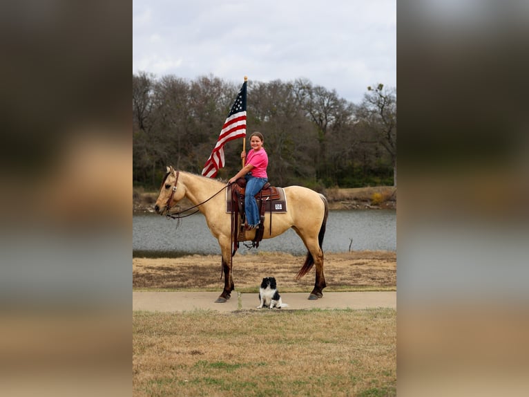 Quarter horse américain Jument 5 Ans 150 cm Buckskin in Forney