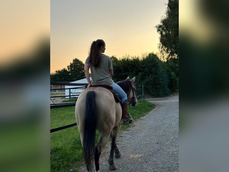 Quarter horse américain Jument 5 Ans 150 cm Buckskin in Thierhaupten