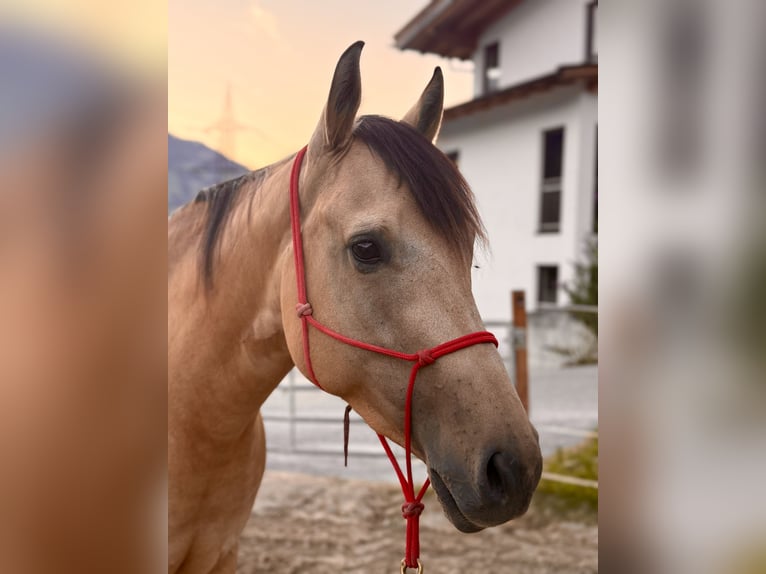 Quarter horse américain Jument 5 Ans 150 cm Buckskin in Großvolderberg