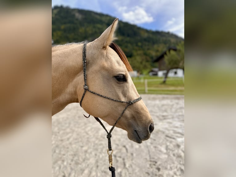 Quarter horse américain Jument 5 Ans 150 cm Buckskin in Großvolderberg