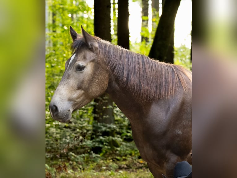 Quarter horse américain Jument 5 Ans 150 cm Buckskin in Hitzhofen
